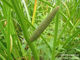 Acorus Calamus